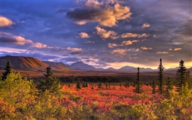 Denali Nationalpark, Alaska, USA, Wolken, Dämmerung, Gras HD Hintergrundbilder