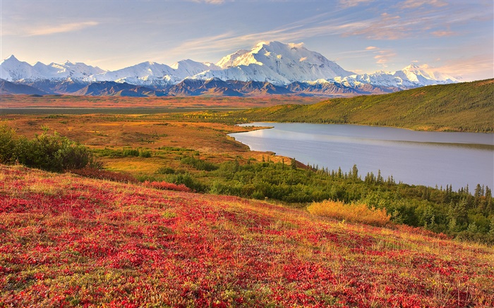 Denali Nationalpark, Alaska, USA, Gras, See, die Berge Hintergrundbilder Bilder
