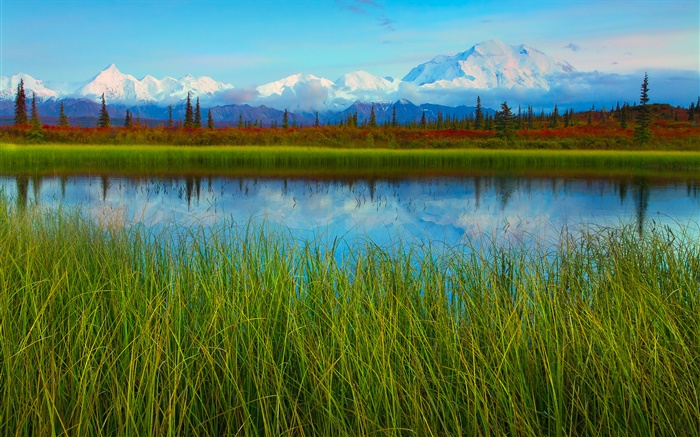 Denali Nationalpark, Alaska, USA, See, Gras, Bäume Hintergrundbilder Bilder