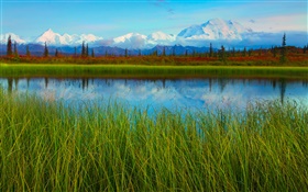 Denali Nationalpark, Alaska, USA, See, Gras, Bäume HD Hintergrundbilder