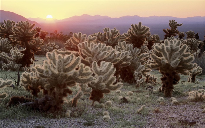 Wüste, Kaktus, Sonnenaufgang Hintergrundbilder Bilder