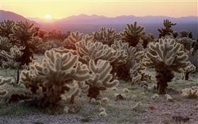Wüste, Kaktus, Sonnenaufgang HD Hintergrundbilder