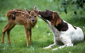 Hund mit Hirsch