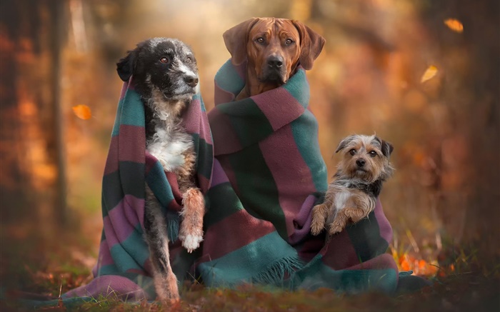 Hunde Familie, Herbst Hintergrundbilder Bilder