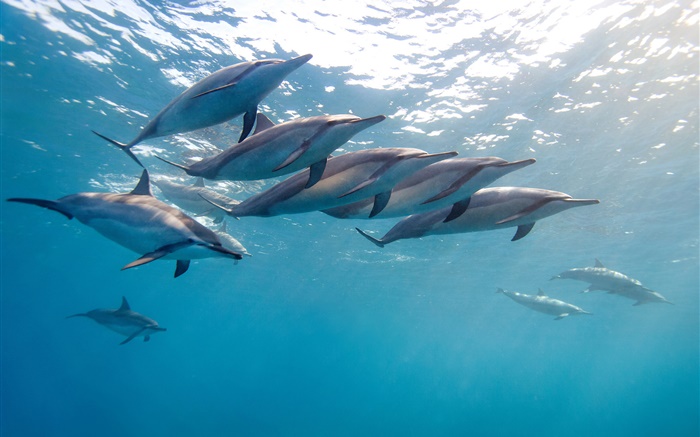 Delphin, Hawaii, Ozean, blaue Meer Hintergrundbilder Bilder