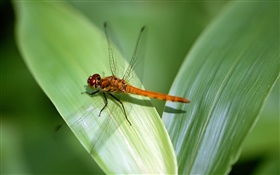 Dragonfly Ruhe, grüne Blatt HD Hintergrundbilder