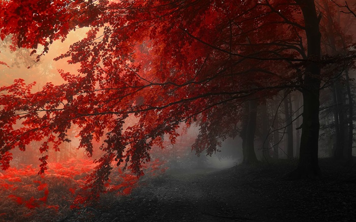 Abenddämmerung, Herbst, Wald, rote Blätter Hintergrundbilder Bilder