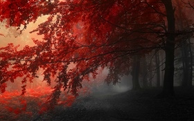 Abenddämmerung, Herbst, Wald, rote Blätter