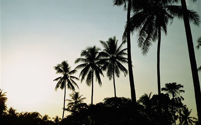 Abenddämmerung, Abend, Palmen, silhouette Hintergrundbilder Bilder