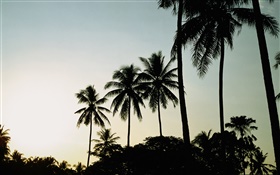 Abenddämmerung, Abend, Palmen, silhouette HD Hintergrundbilder