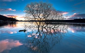 Abenddämmerung, Bäume in dem See, Wasser Reflexion, Sonnenuntergang
