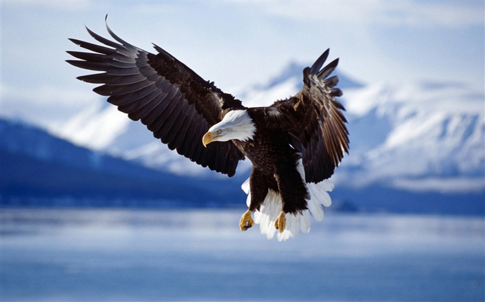Adler fliegen, flügel, see Hintergrundbilder Bilder