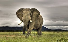 Elefanten close-up, Gras HD Hintergrundbilder