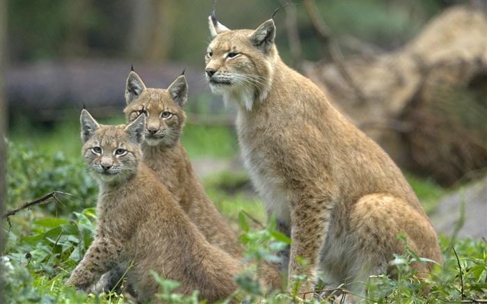 Felis serval Familie Hintergrundbilder Bilder