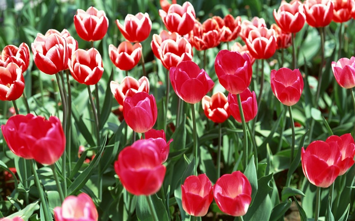 Feld von Blumen, rote Tulpen Hintergrundbilder Bilder