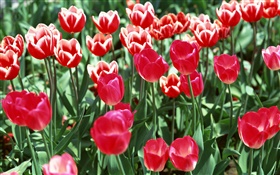 Feld von Blumen, rote Tulpen HD Hintergrundbilder