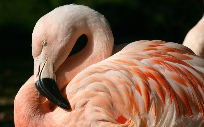 Flamingos close-up Hintergrundbilder Bilder