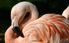 Flamingos close-up HD Hintergrundbilder