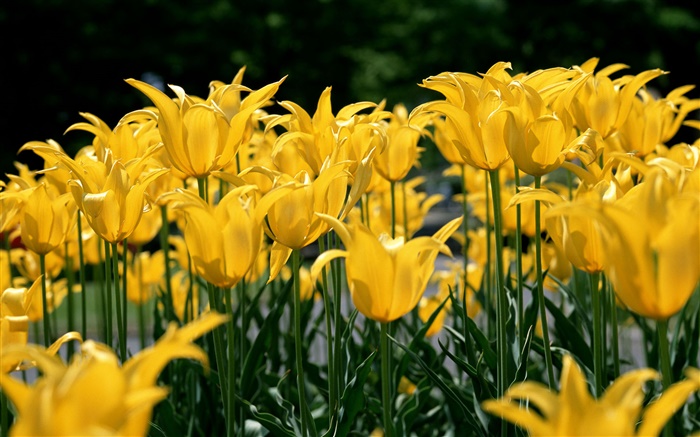 Flower field, gelbe Tulpe Hintergrundbilder Bilder