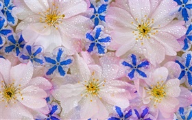 Blumen Hintergrund, Wassertropfen HD Hintergrundbilder