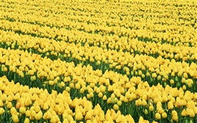 Blumen Feld, gelbe Tulpen HD Hintergrundbilder