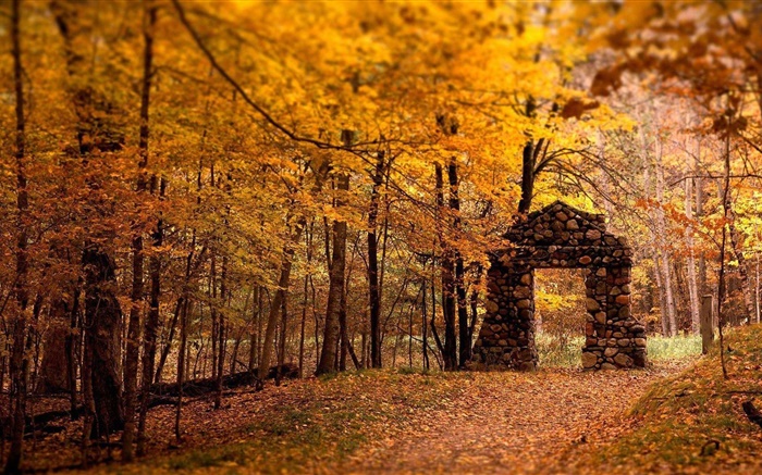 Wald, Bäume, Herbst, rot Art, Steintor Hintergrundbilder Bilder