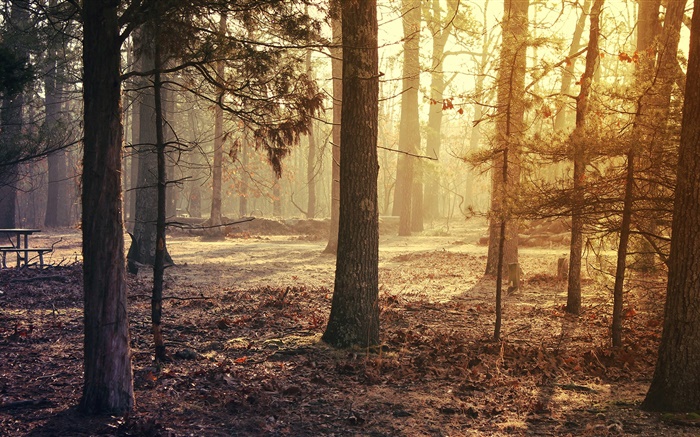 Wald, Bäume, Herbst Hintergrundbilder Bilder