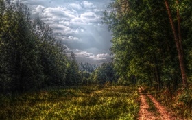 Wald, Bäume, Weg, Wolken HD Hintergrundbilder