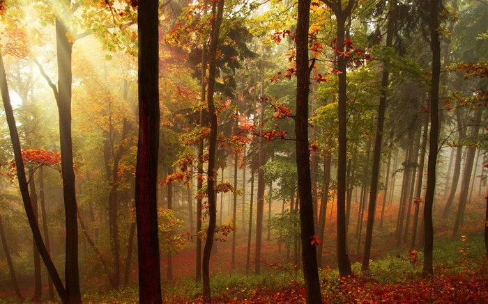Wald, Bäume, Sonnenstrahlen, Herbst Hintergrundbilder Bilder
