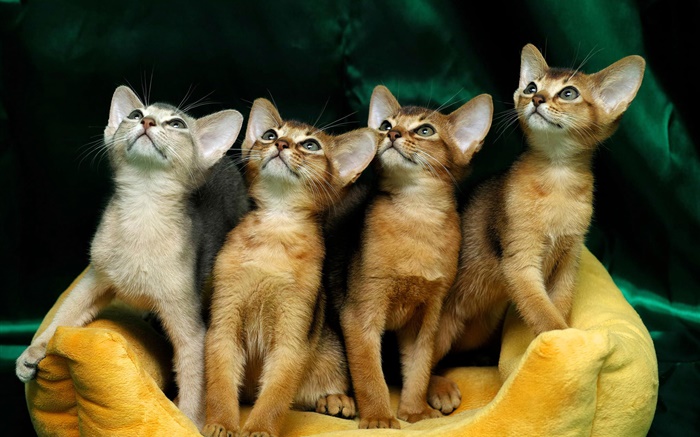 Vier niedliche Kätzchen Hintergrundbilder Bilder