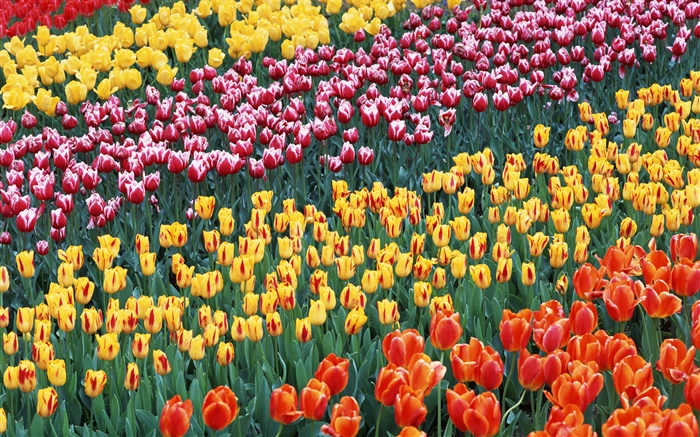 Vier verschiedene Farben Blumen Tulpe Hintergrundbilder Bilder