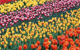 Vier verschiedene Farben Blumen Tulpe HD Hintergrundbilder