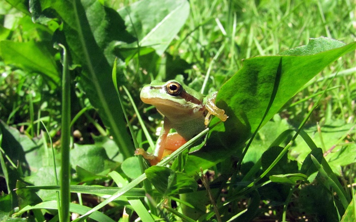 Frog sonnen sich in Sonne Hintergrundbilder Bilder