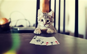 Lustige Haustier, Kätzchen spielen Poker HD Hintergrundbilder