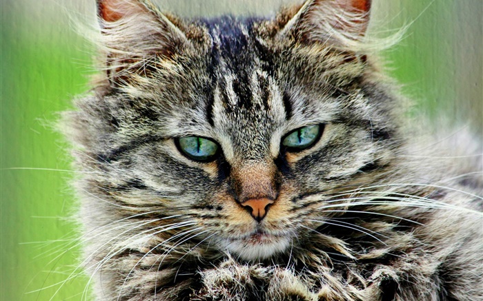 pelzigen gestreifte graue Katze Hintergrundbilder Bilder