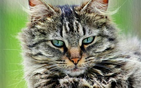 pelzigen gestreifte graue Katze HD Hintergrundbilder
