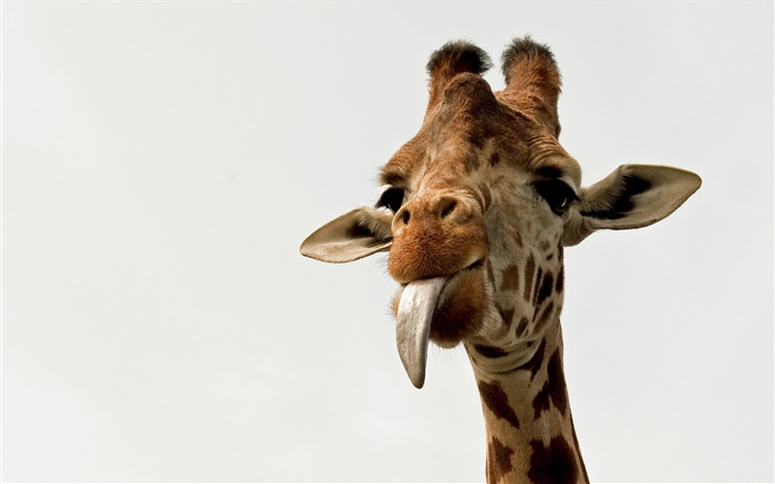 Giraffe Gesicht close-up Hintergrundbilder Bilder