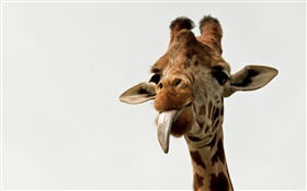 Giraffe Gesicht close-up