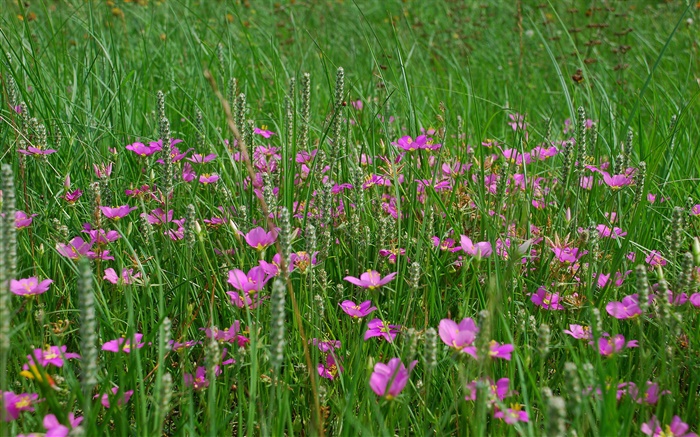 Gras, rosa Wildblumen Hintergrundbilder Bilder