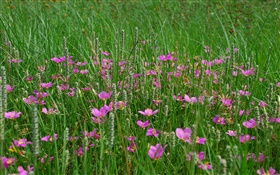 Gras, rosa Wildblumen HD Hintergrundbilder