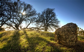 Grassy, sonnigen Tag, Bäume HD Hintergrundbilder