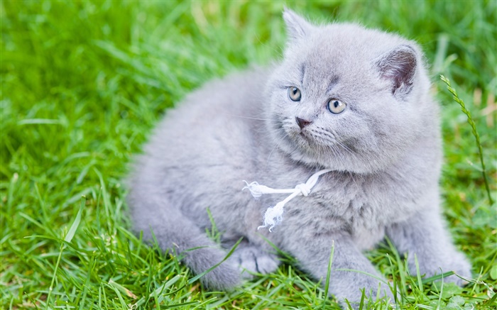 Grau Britisch Kurzhaar Katze, grünes Gras Hintergrundbilder Bilder