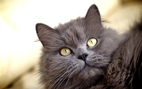 Graue Katze, Gelbe Augen HD Hintergrundbilder