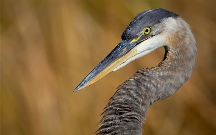 Great Blue Heron close-up Hintergrundbilder Bilder