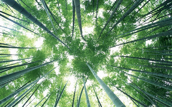 Grüne Bambuswald, Himmel, blend Hintergrundbilder Bilder