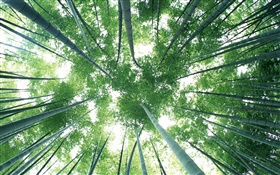 Grüne Bambuswald, Himmel, blend HD Hintergrundbilder