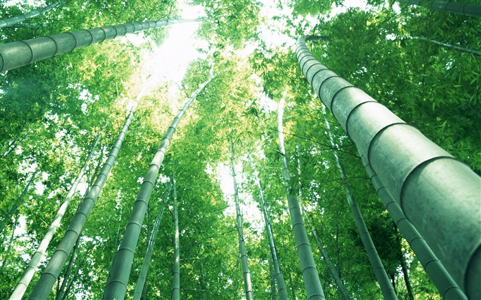 Grüner Bambus, Sonnenstrahlen Hintergrundbilder Bilder
