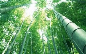 Grüner Bambus, Sonnenstrahlen HD Hintergrundbilder