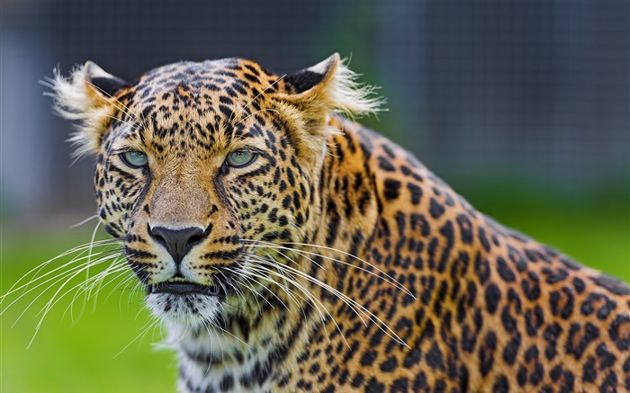 Grüne Augen Leopard, Raubtier, Gesicht Hintergrundbilder Bilder