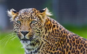 Grüne Augen Leopard, Raubtier, Gesicht HD Hintergrundbilder